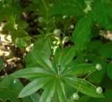 Galium odoratum