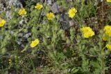 Смотреть изображение Potentilla callieri
