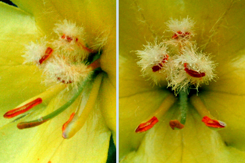 Image of Verbascum phlomoides specimen.