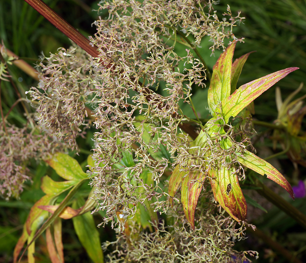 Image of genus Valeriana specimen.