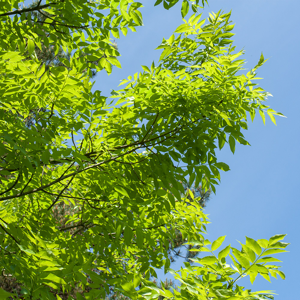 Image of Fraxinus excelsior specimen.