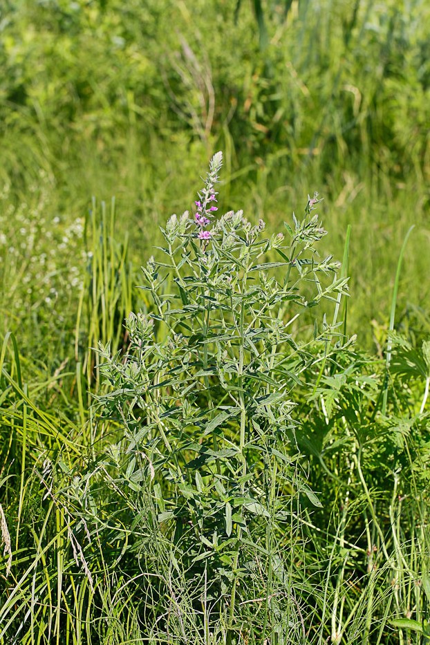 Image of Lythrum salicaria specimen.