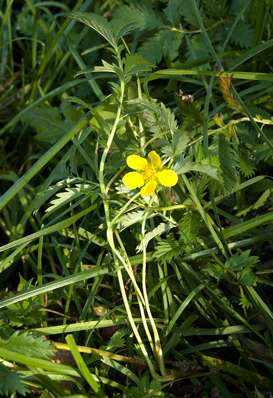 Изображение особи Potentilla anserina.