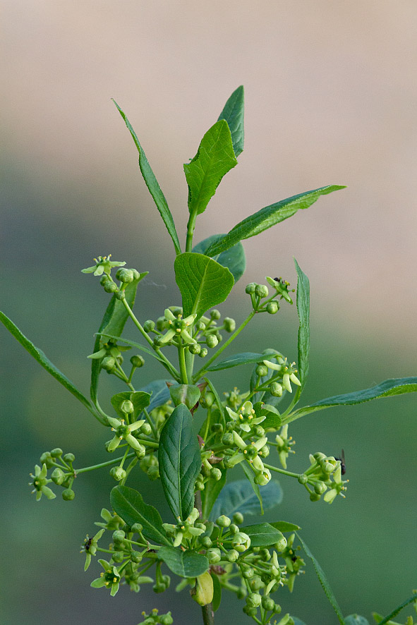 Image of Euonymus europaeus specimen.