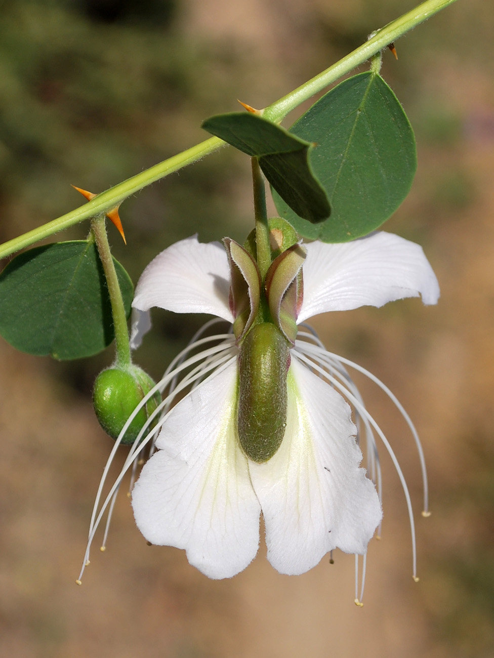 Изображение особи Capparis herbacea.