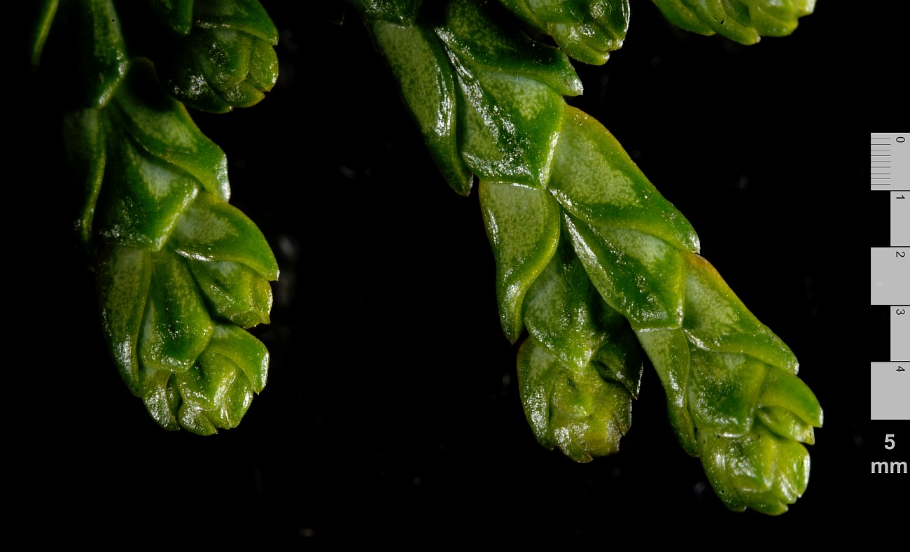 Image of Thuja standishii specimen.