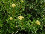 Rhodiola stephanii. Верхушки цветущих растений. Магаданская обл., окр. Магадана, бухта Гертнера, около ручья Конголи. 02.08.2012.