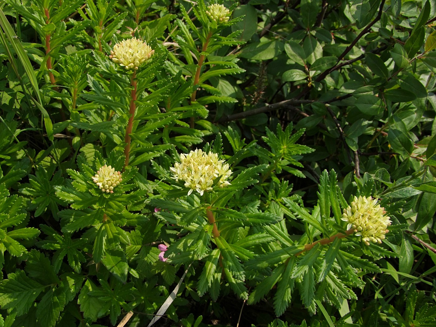 Image of Rhodiola stephanii specimen.