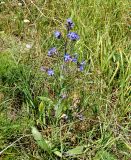 Anchusa azurea