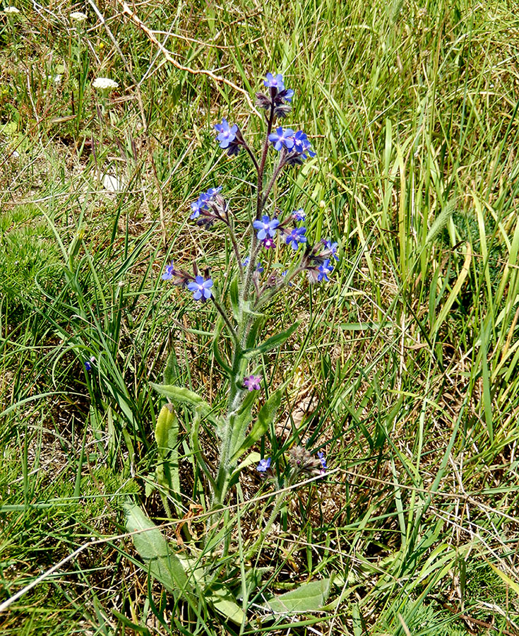 Image of Anchusa azurea specimen.