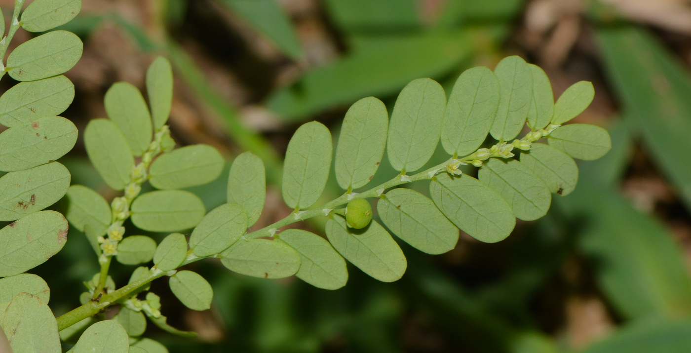 Image of Phyllanthus amarus specimen.