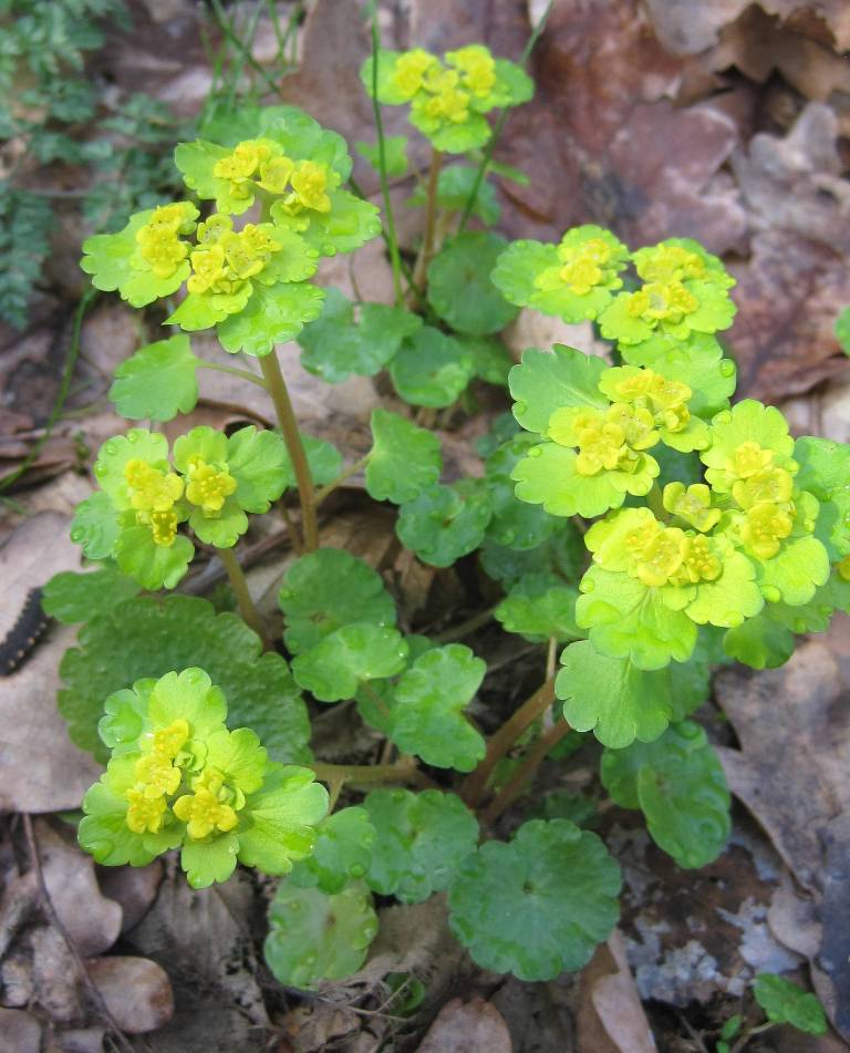 Image of Chrysosplenium alternifolium specimen.