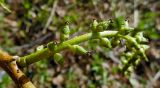 Populus × sibirica. Незрелое соплодие. Марий Эл, г. Йошкар-Ола, мкр-н Гомзово, у автостоянки, в озеленении. 14.05.2017.