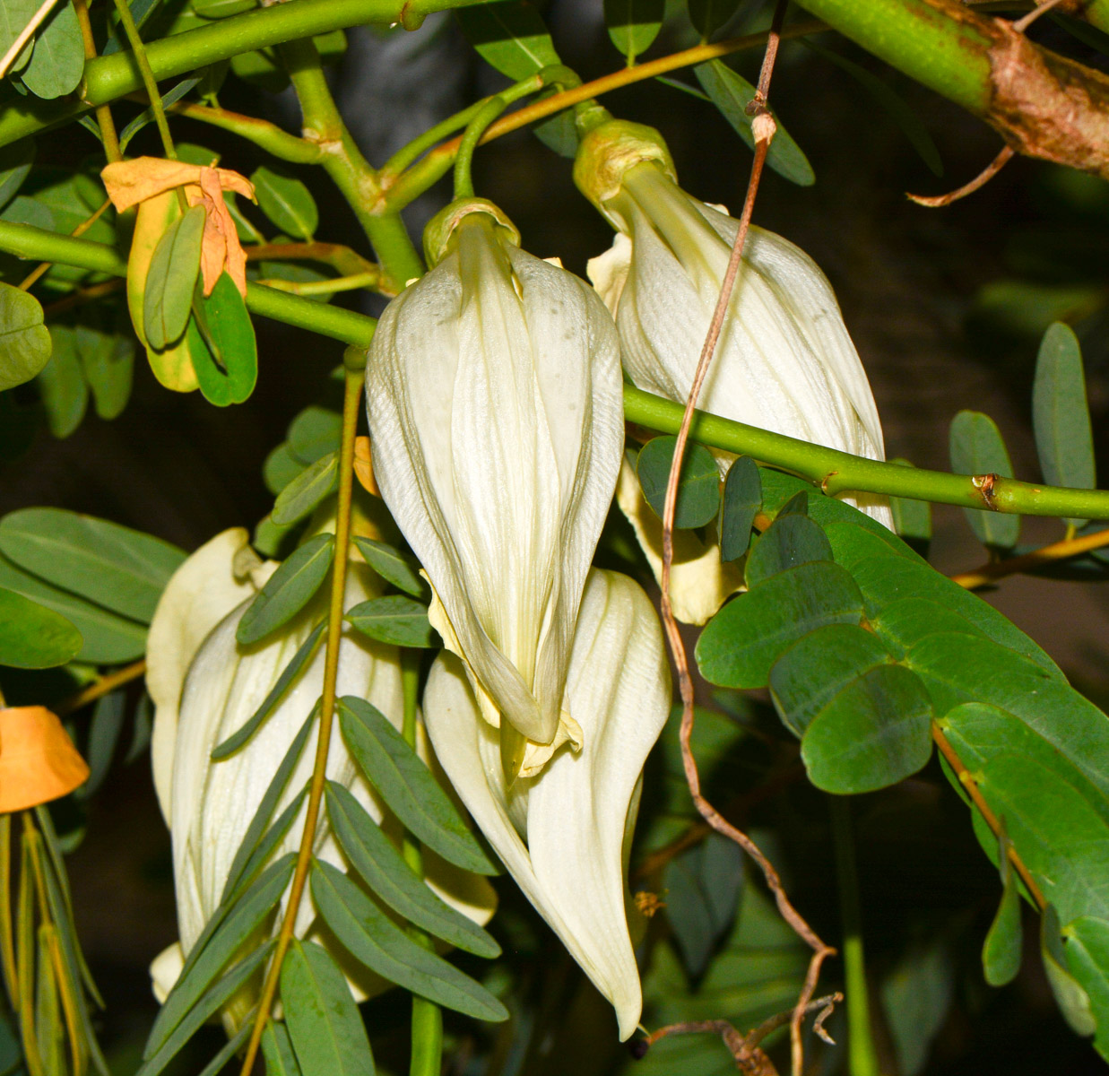 Image of Sesbania grandiflora specimen.