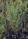 Caragana pygmaea. Верхушка ветви с цветками. Монголия, аймак Завхан, окр. пос. Сантмаргац, ≈ 1700 м н.у.м., на скале. 10.06.2017.