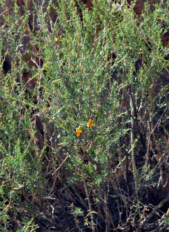 Image of Caragana pygmaea specimen.