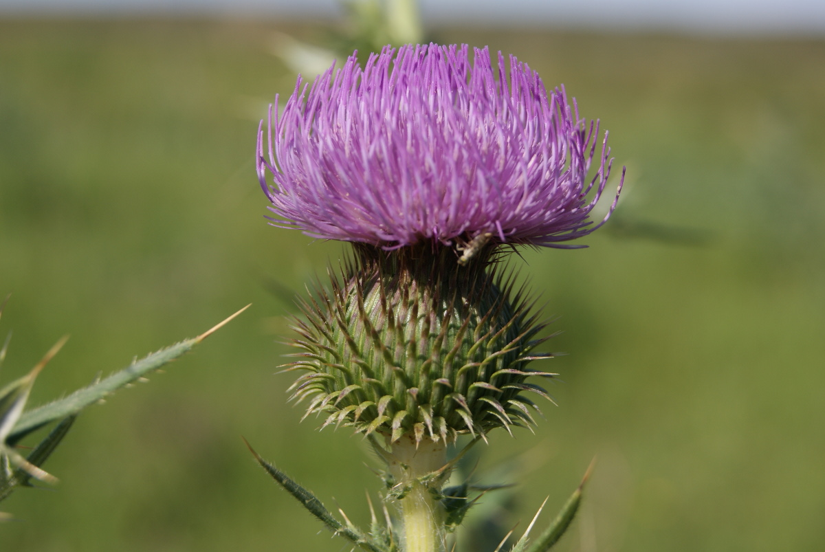 Изображение особи Cirsium serrulatum.