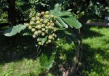 Sorbus intermedia. Верхушка побега с созревающим соплодием. Марий Эл, г. Йошкар-Ола, Центральный парк. 28.07.2017.