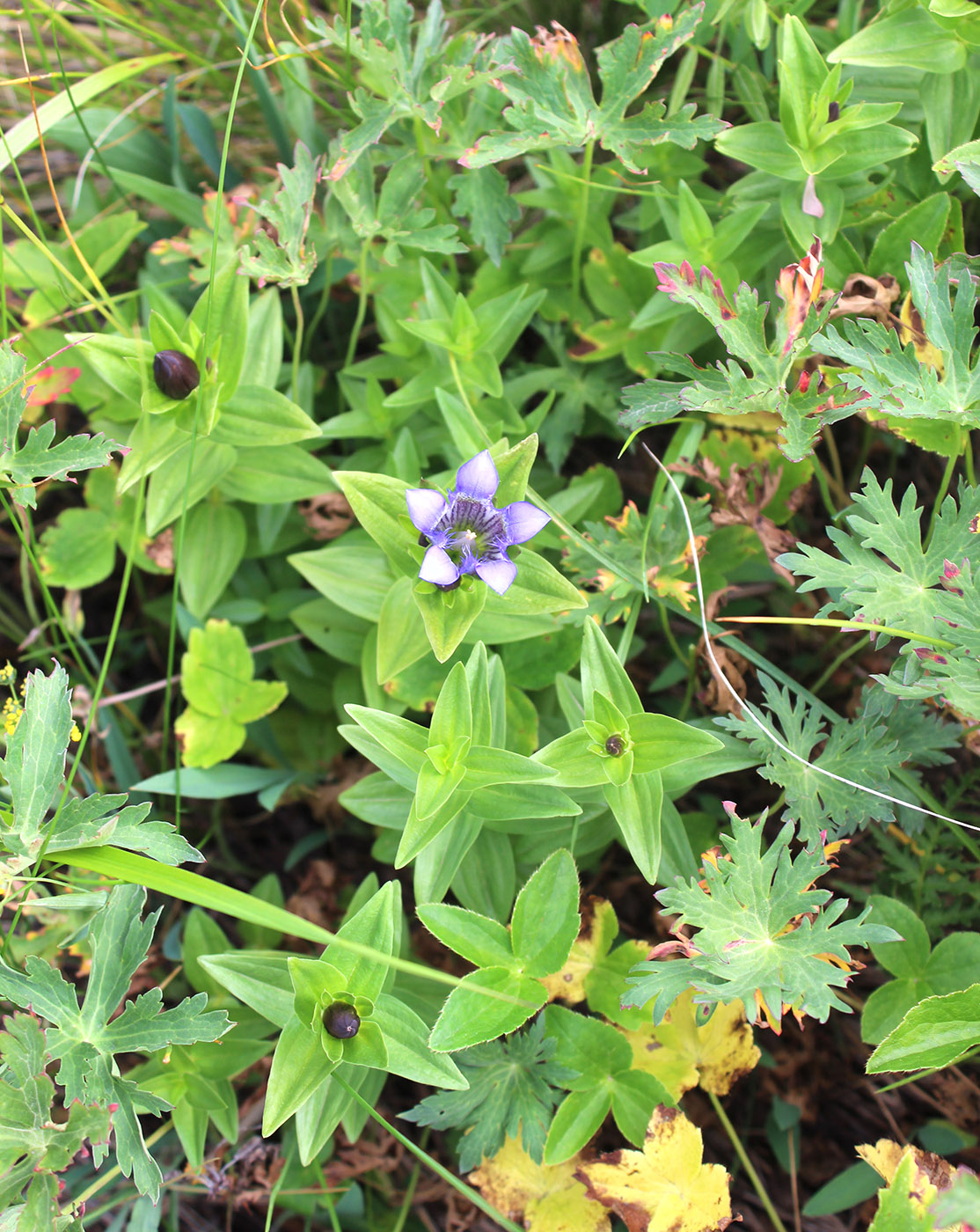 Image of Gentiana septemfida specimen.