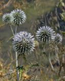 Echinops spinosissimus subspecies bithynicus. Верхушка цветущего растения. Греция, о-в Крит, ном Ханья (Νομός Χανίων), дим Киссамос (Κίσσαμος), травянисто-кустарниковое сообщество на склоне холма. 20 июня 2017 г.