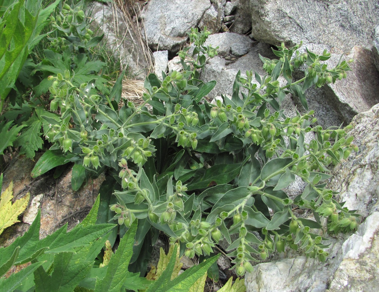 Image of Nonea intermedia specimen.