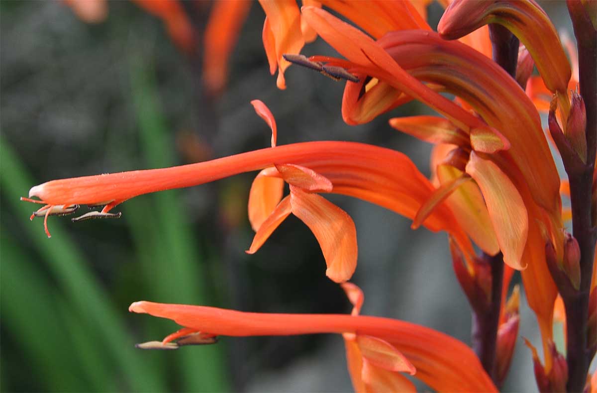 Image of Chasmanthe floribunda specimen.