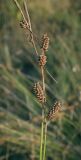 Carex extensa