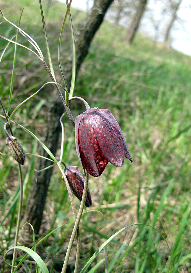 Image of Fritillaria ruthenica specimen.