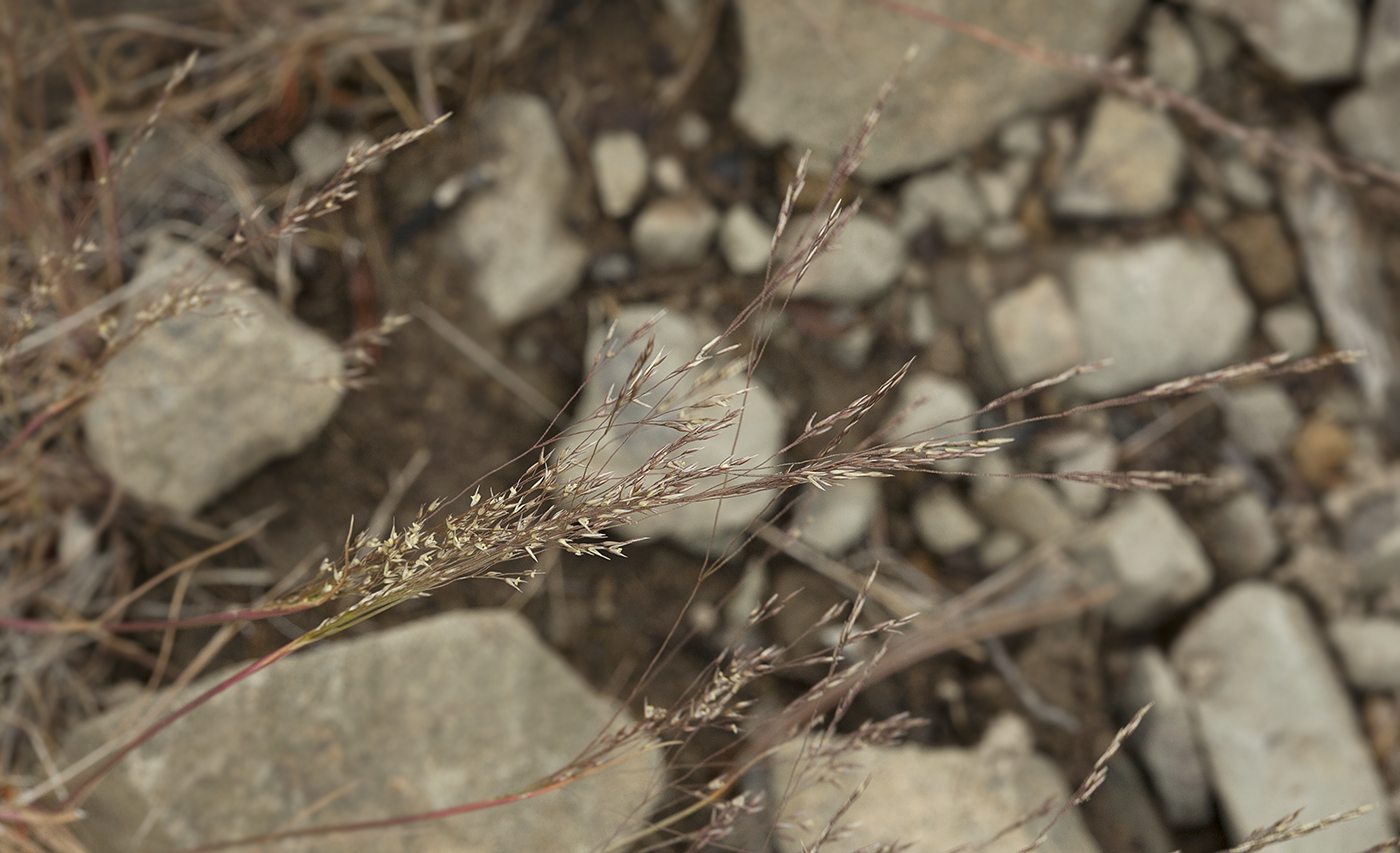 Image of Agrostis scabra specimen.