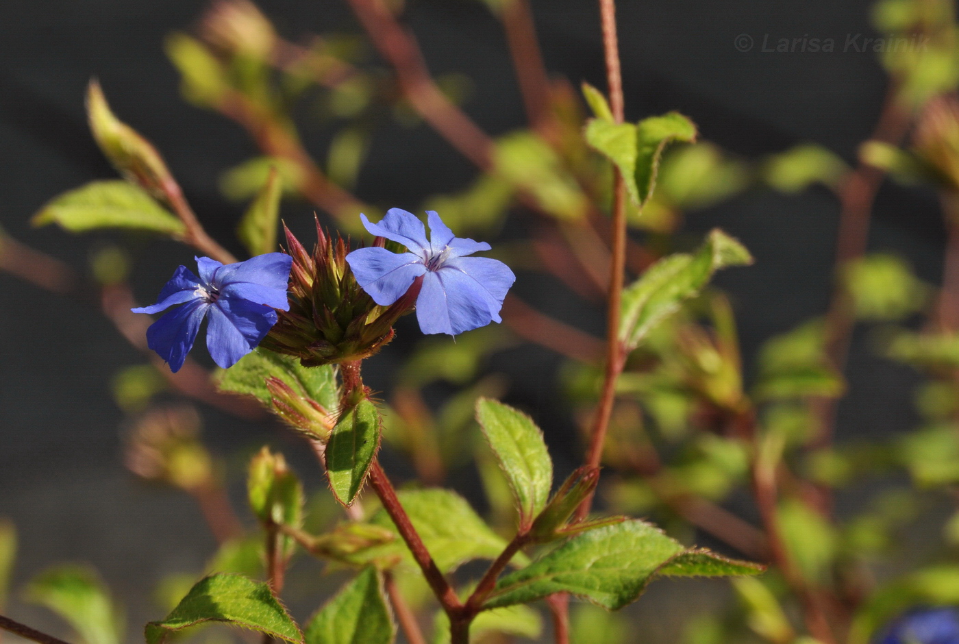 Изображение особи Ceratostigma plumbaginoides.