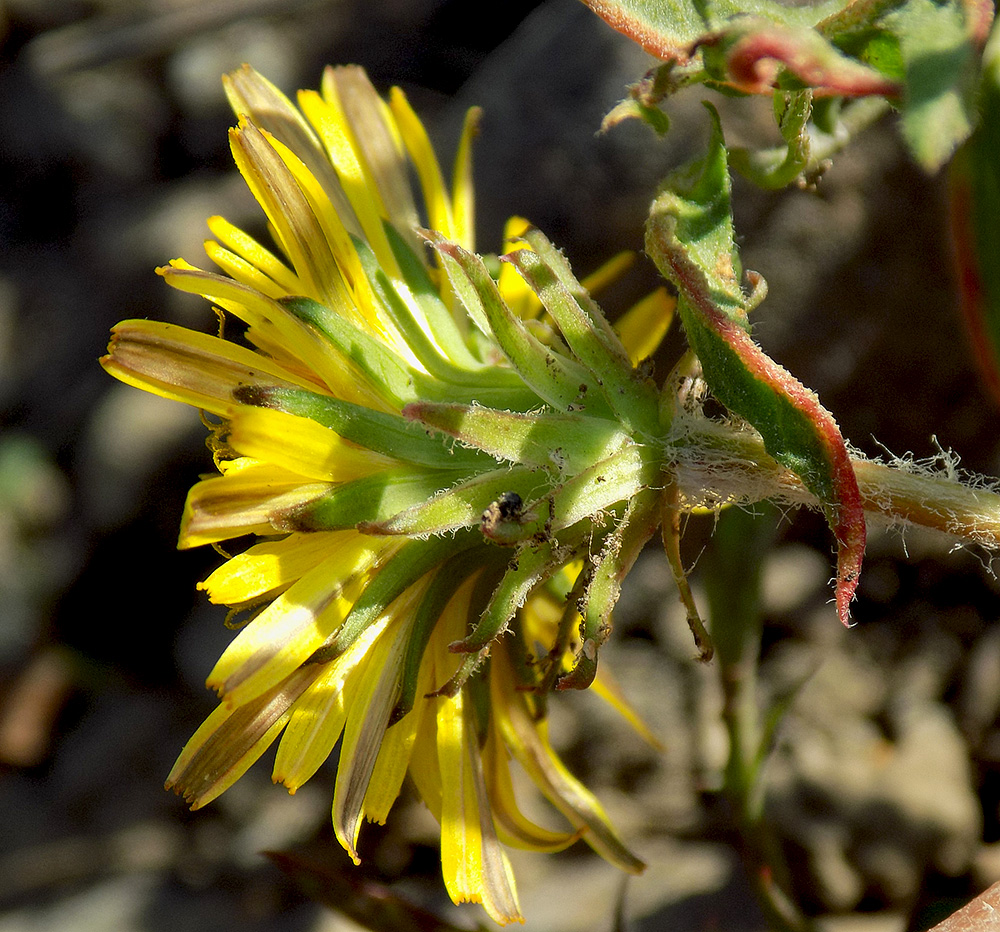 Image of Taraxacum tenuisectum specimen.