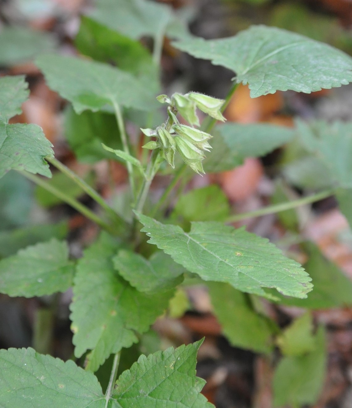 Изображение особи Salvia glutinosa.