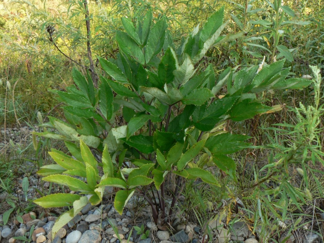 Image of Angelica cincta specimen.