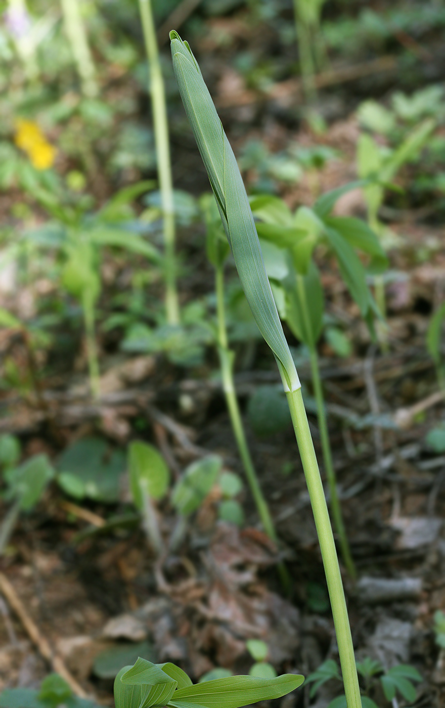 Image of Polygonatum odoratum specimen.