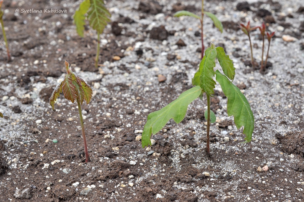 Image of Quercus mongolica specimen.