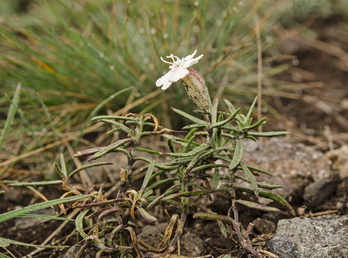 Image of Silene amoena specimen.