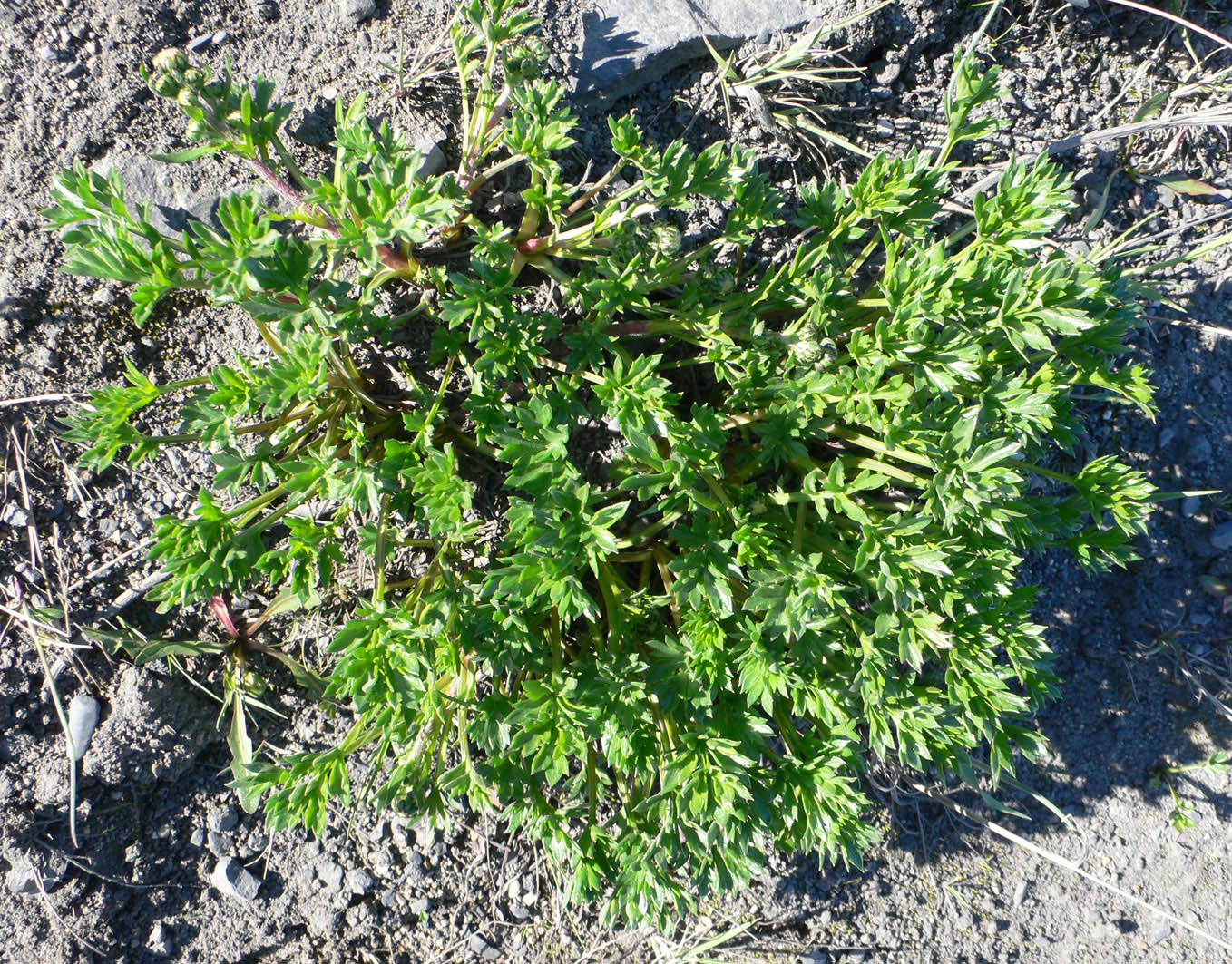 Image of genus Artemisia specimen.