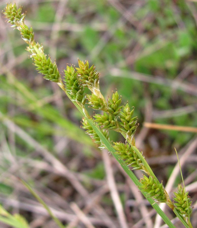 Image of Carex canescens specimen.