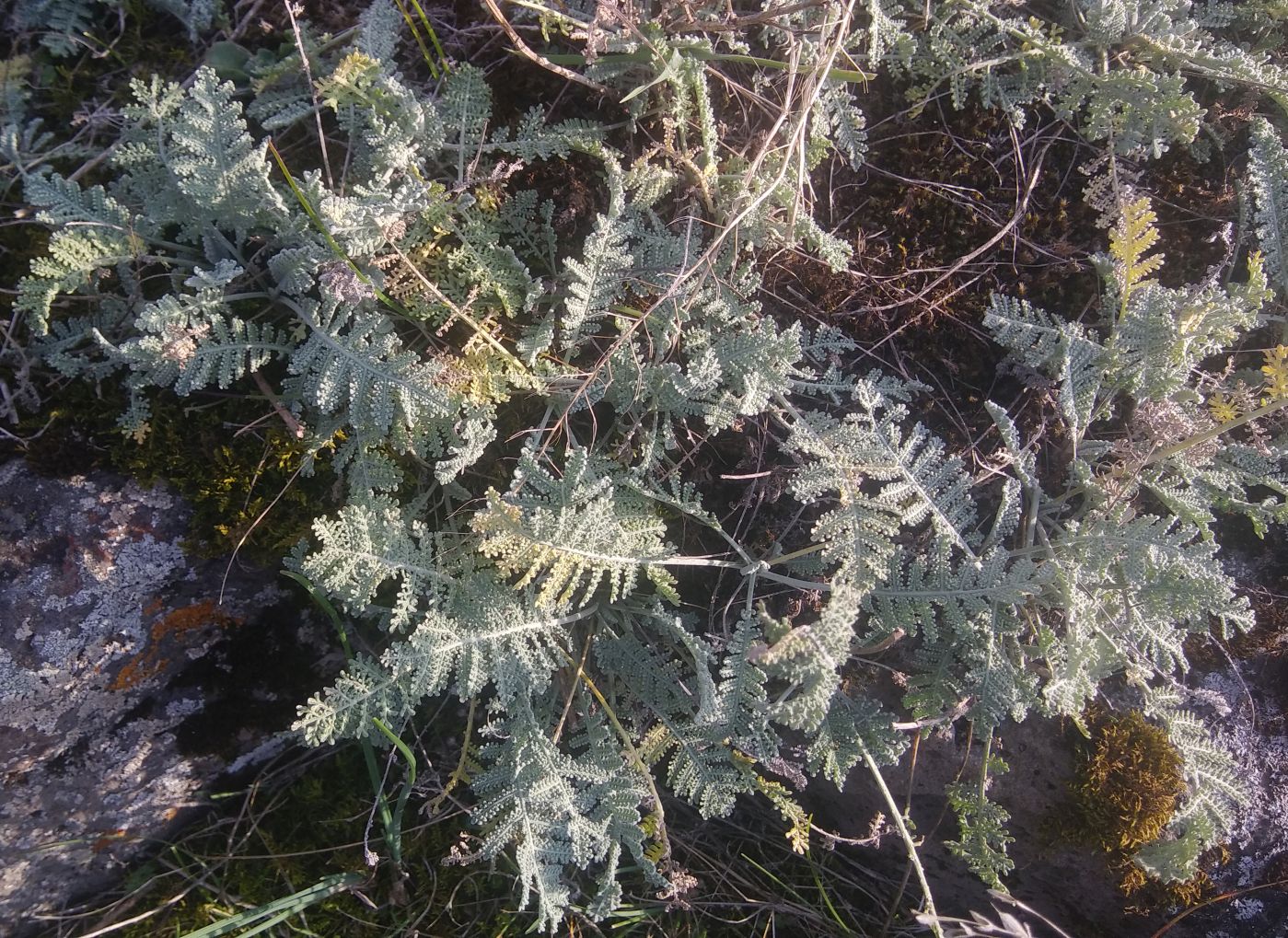 Image of genus Tanacetum specimen.