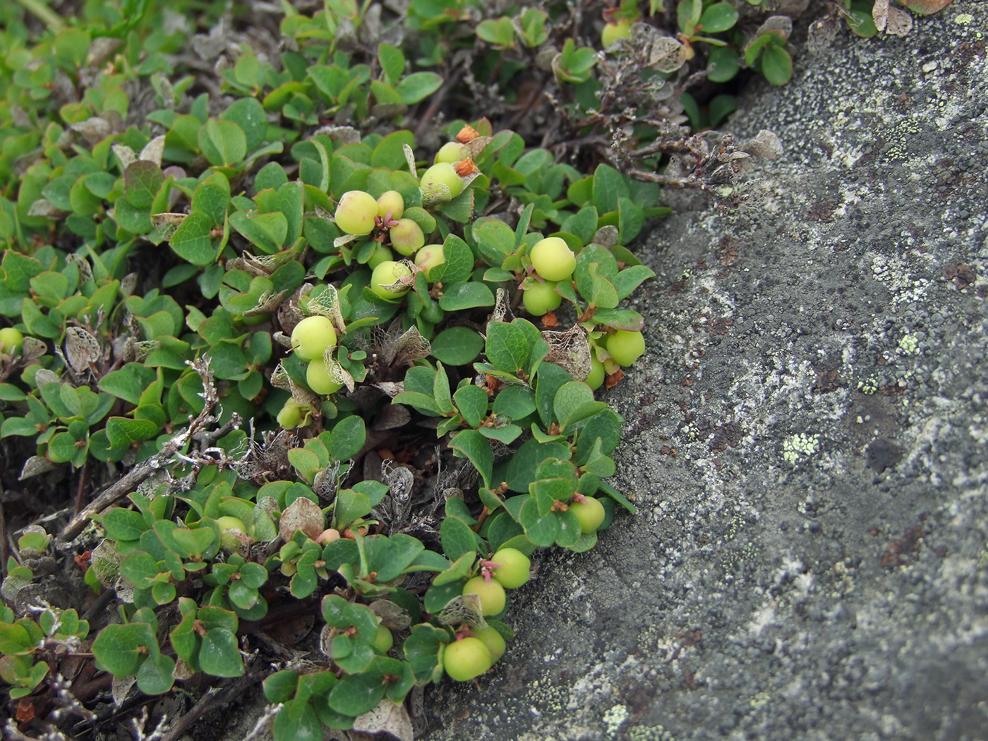 Image of Vaccinium vulcanorum specimen.