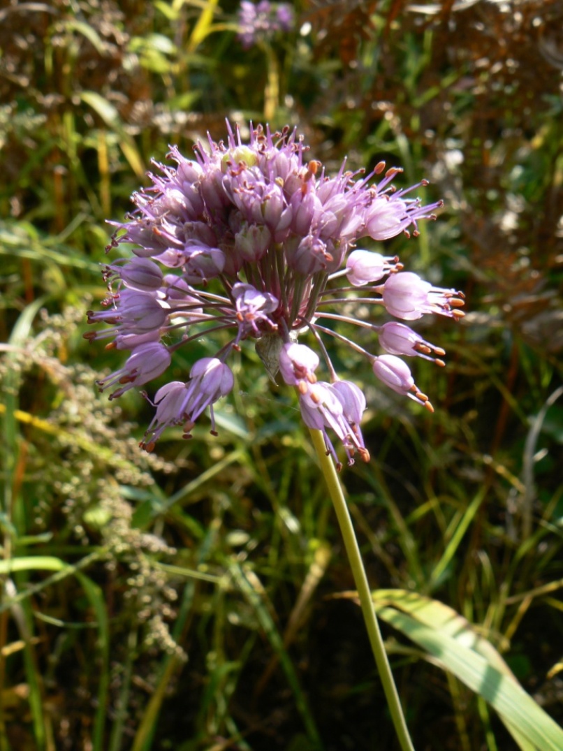 Изображение особи Allium sacculiferum.