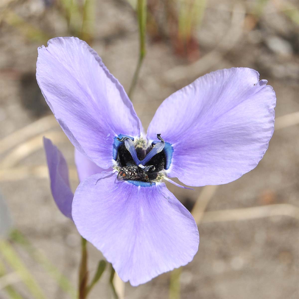 Image of Moraea gigandra specimen.