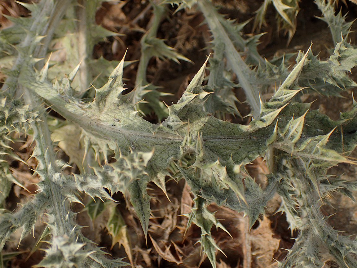 Image of Onopordum caulescens specimen.