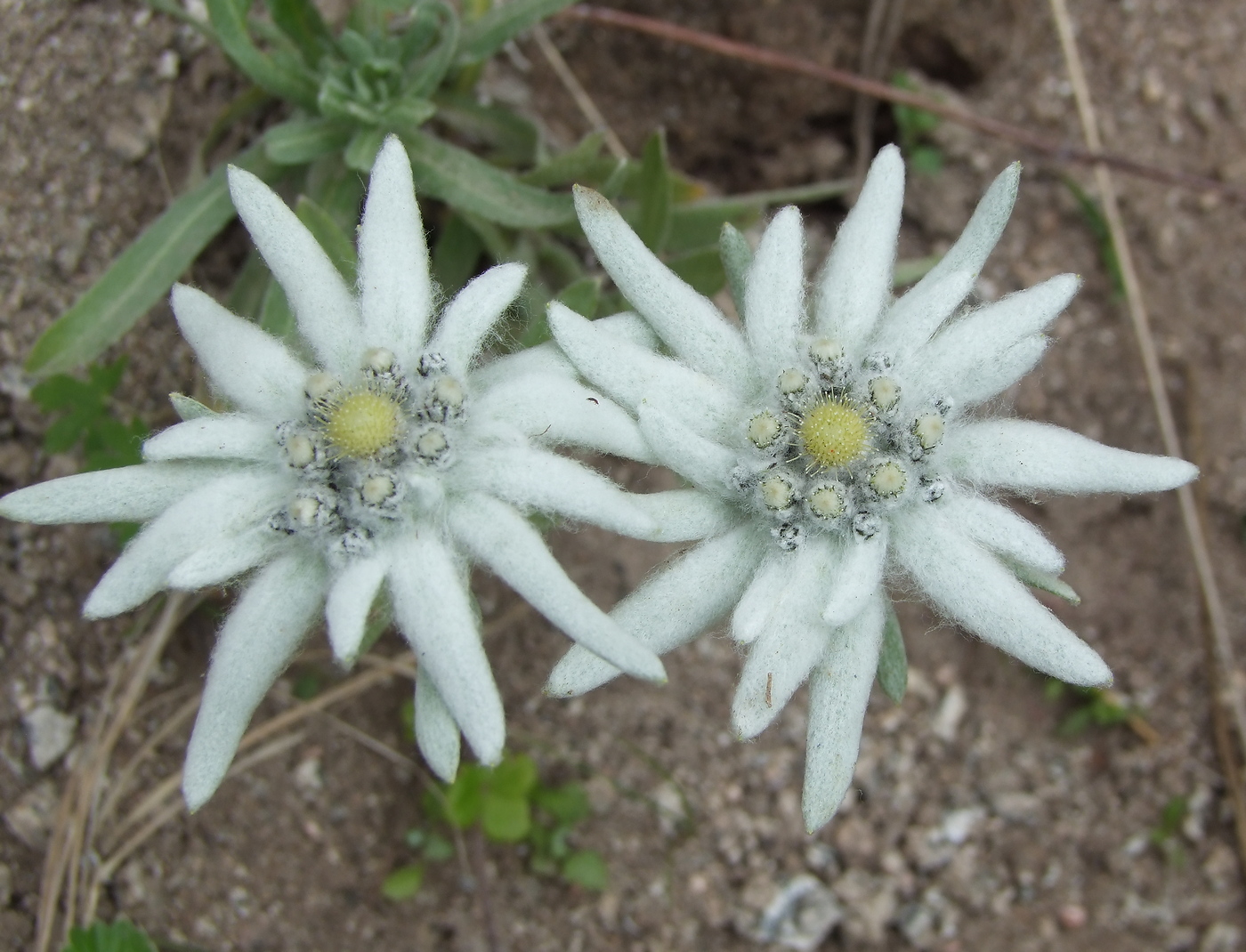 Image of Leontopodium stellatum specimen.