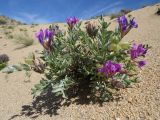 Oxytropis tragacanthoides