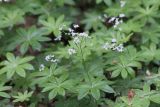 Galium odoratum