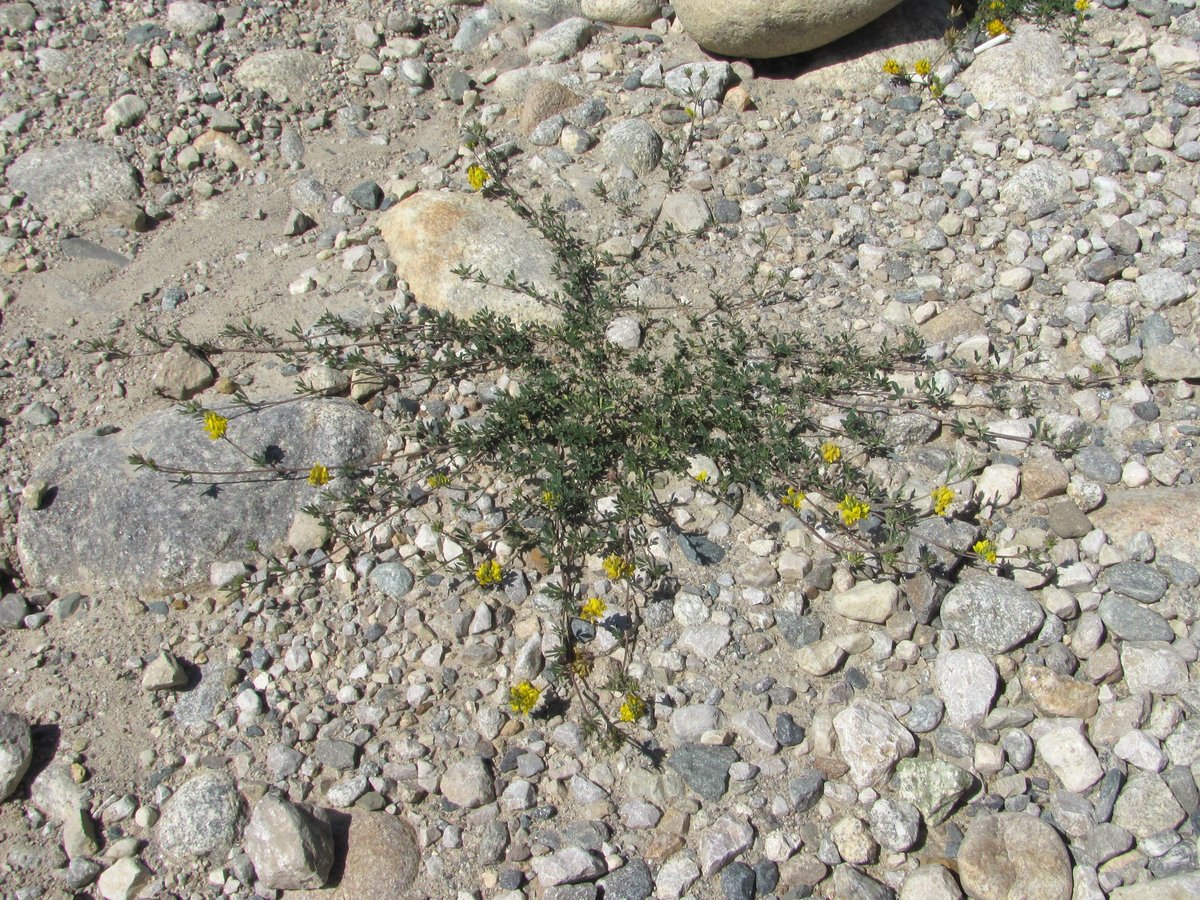 Image of Medicago romanica specimen.