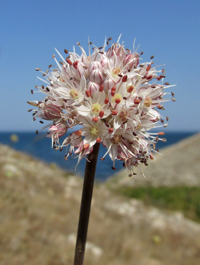 Image of Allium tarkhankuticum specimen.