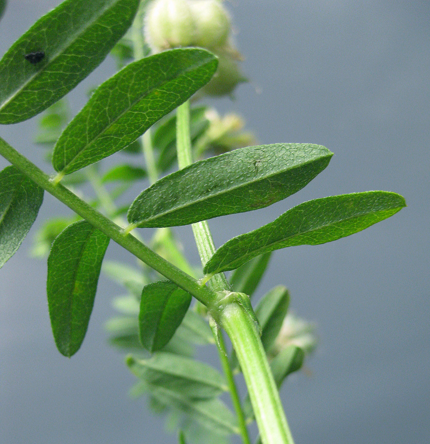 Image of Astragalus cicer specimen.