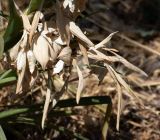 Ferraria crispa